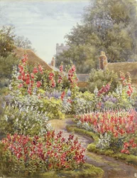 Rose trémière